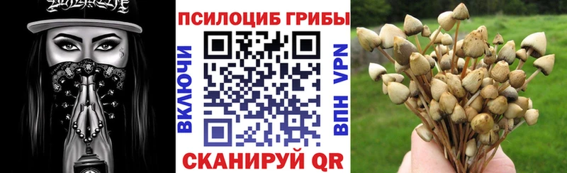 ОМГ ОМГ ссылки  дарнет шоп  Павловская  Псилоцибиновые грибы Psilocybine cubensis 